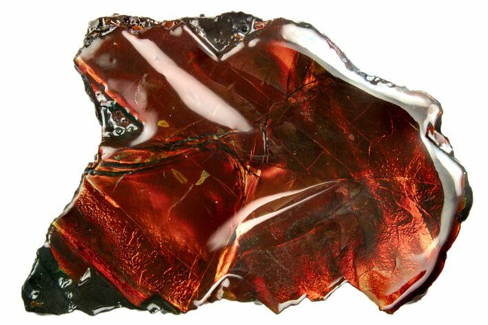 Iridescent Ammolite (Fossil Ammonite Shell) - Fiery Red #310352